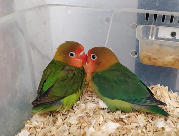 Inseparabili fiscer allevati a mano