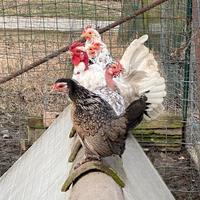 Gallinelle nane