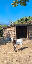 Capretto tibetano