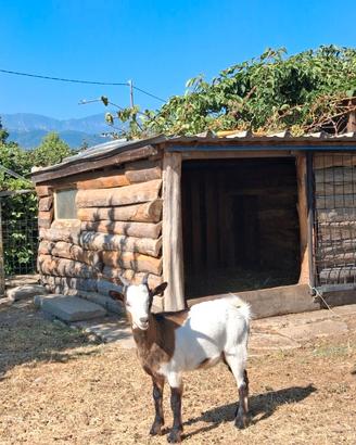 Capretto tibetano