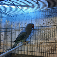 Parrocchete del collare