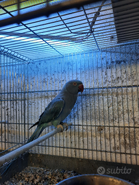 Parrocchete del collare