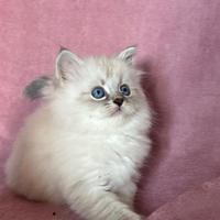 Su prenotazione cuccioli gatto siberiano