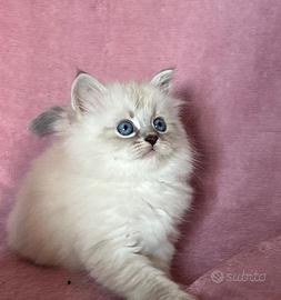 Su prenotazione cuccioli gatto siberiano