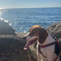 Beagle femmina