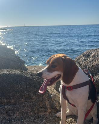 Beagle femmina