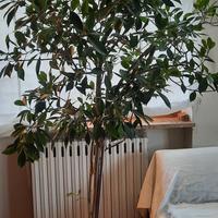 ficus benjamin alto 2 metri 