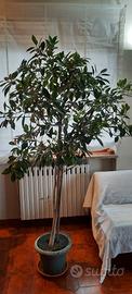 ficus benjamin alto 2 metri 