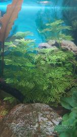 Piante per acquario-Sessiflora