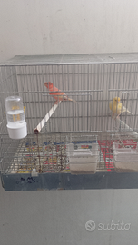 Canarino arlecchino portoghese