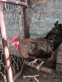 Galli