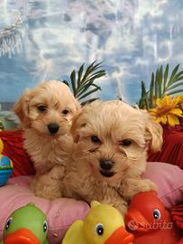 Sono Due Sono Cuccioli Sono Malti-Poo