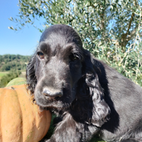 Cocker spaniel inglese pedigree PET TERAPY nero