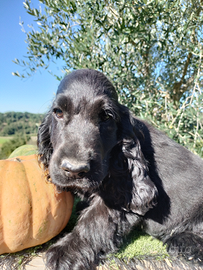 Cocker spaniel inglese pedigree PET TERAPY nero