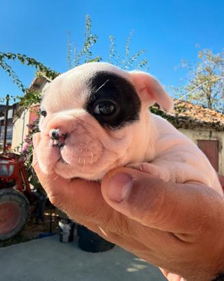 Cuccioli bulldog francese