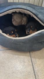 Cuccioli rottweiler