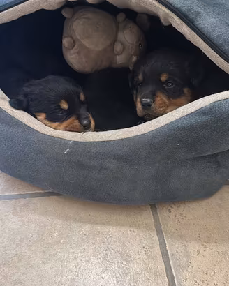 Cuccioli rottweiler