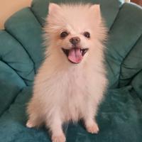 Spitz pomerania