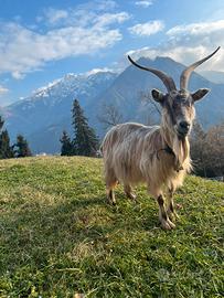 Capra orobica