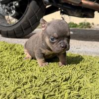 American bully femmina