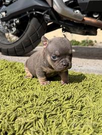 American bully femmina
