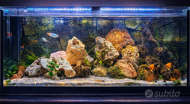 Acquario 240 litri