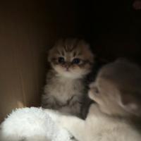 Gattini scottish Fol&straight