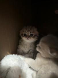 Gattini scottish Fol&straight