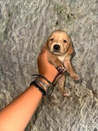 Prenotazione cuccioli di segugio maremmano