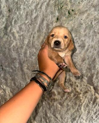 Prenotazione cuccioli di segugio maremmano