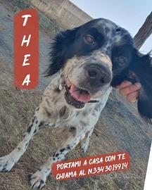 Thea: simil setter socievole e dolce