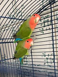 Inseparabili