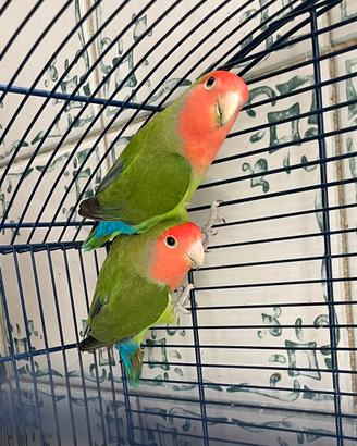 Inseparabili