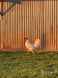 Galli e galline livornesi