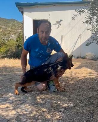 Cuccioli di pastore tedesco