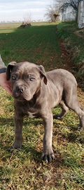 Cuccioli di cane corso grigi