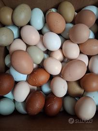 Galline e anatre ornamentali