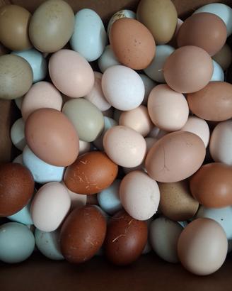 Galline e anatre ornamentali