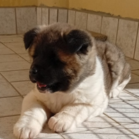 Cucciolo di akita americano