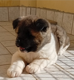Cucciolo di akita americano