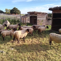 Suffolk