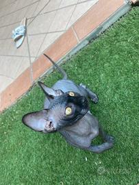 Sphynx