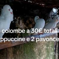 4 colombe