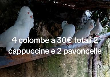 4 colombe