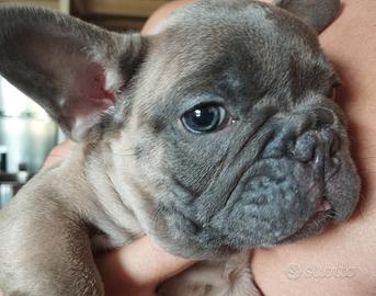 Bulldog francese