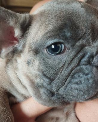 Bulldog francese