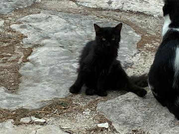 Gattina nera
