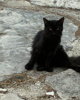 Gattina nera