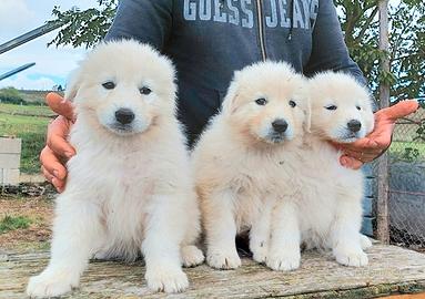 Pastore abruzzese maremmano