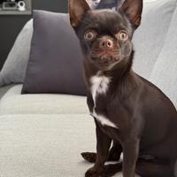 Chihuahua maschio disponibile per riproduzione